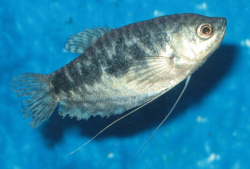 Opaline Gourami aquarium fish