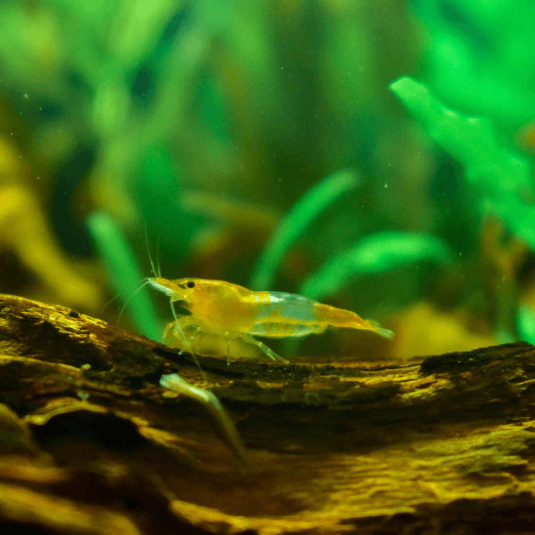 Orange Sunkist Shrimp aquarium fish