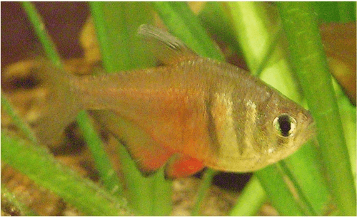 Orange Von Rio/Flame Tetra aquarium fish