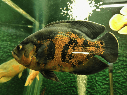 Oscar Cichlid aquarium fish
