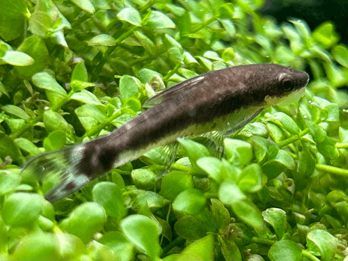Otocinclus Algae Eater aquarium fish
