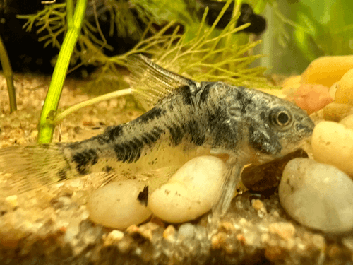 Paleatus Cory Catfish aquarium fish