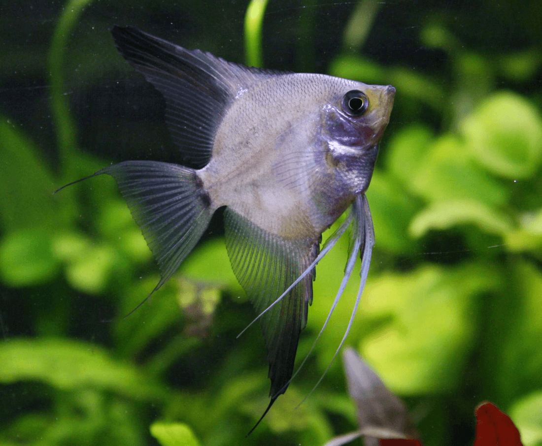 Panda Angelfish aquarium fish