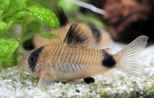 Panda Cory Catfish aquarium fish