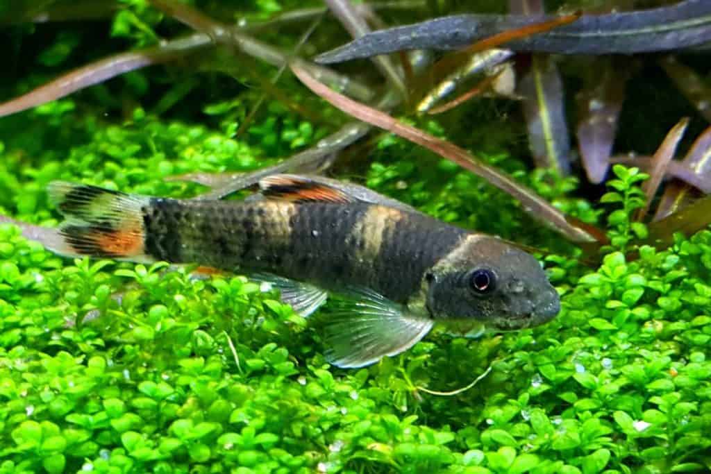 Panda Garra aquarium fish