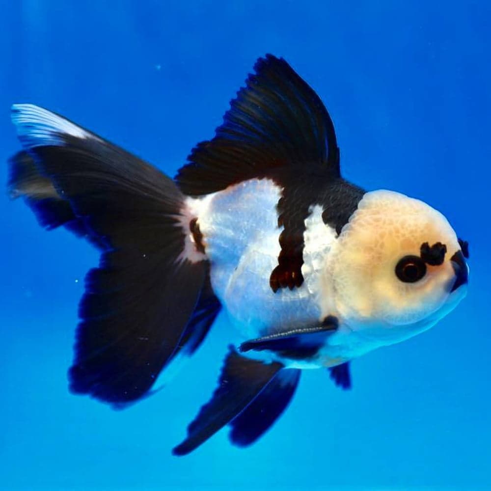 Panda Goldfish aquarium fish