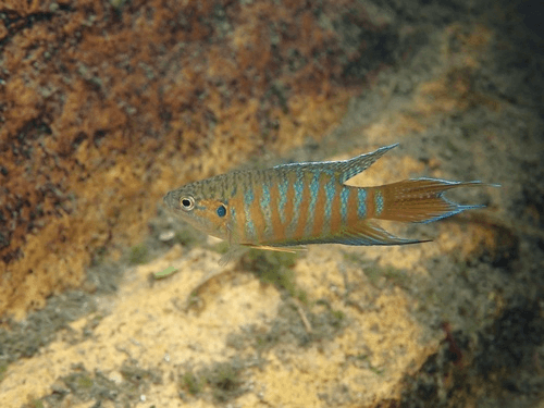 Paradise Gourami aquarium fish