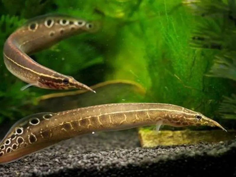 Peacock Eel aquarium fish