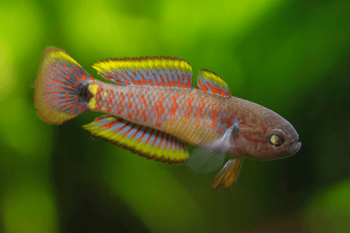 Peacock Gudgeon aquarium fish