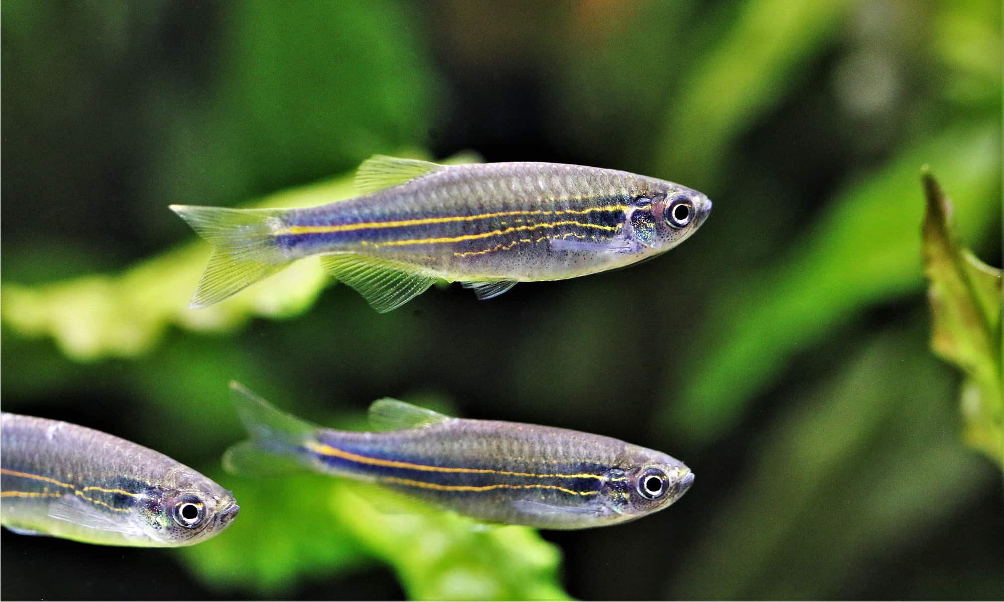 Pearl Danio aquarium fish