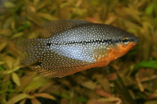 Pearl Gourami aquarium fish