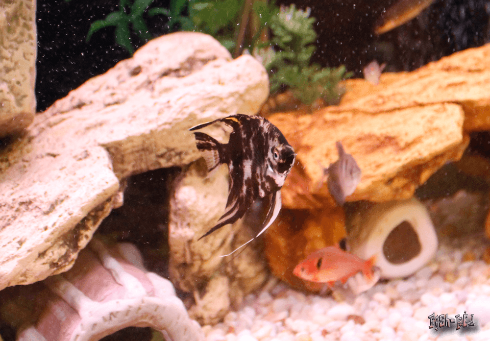 Pearlscale Angelfish aquarium fish