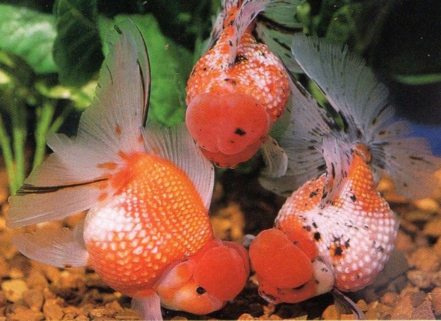 Pearlscale Oranda Goldfish aquarium fish
