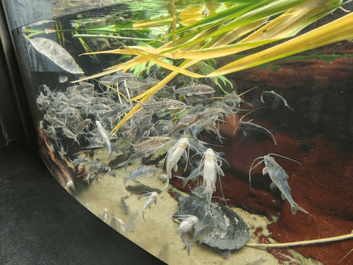 Pictus Catfish aquarium fish