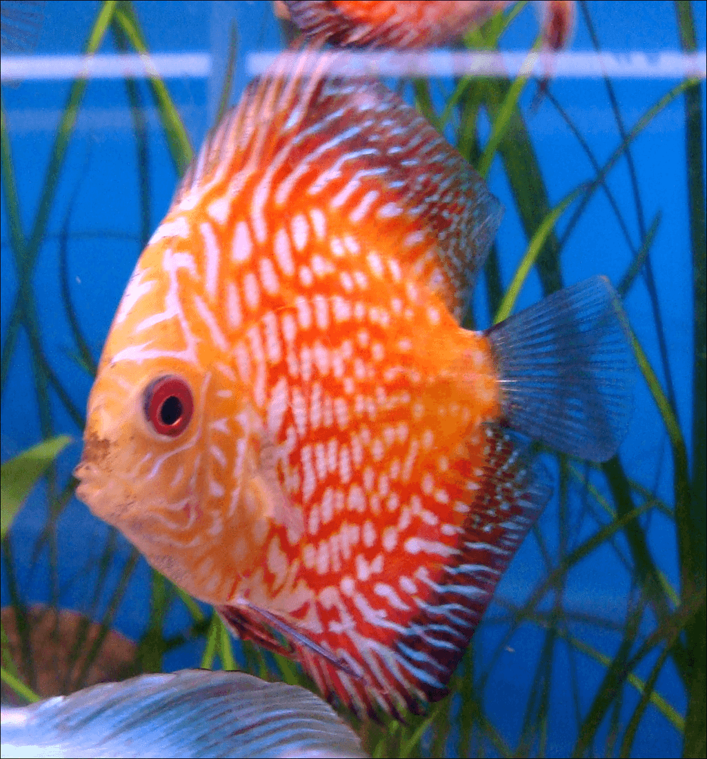 Pigeon Blood Discus aquarium fish