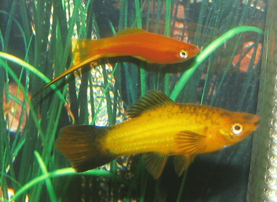 Pineapple Swordtail aquarium fish