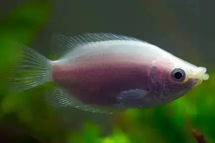 Pink Kissing Gourami aquarium fish