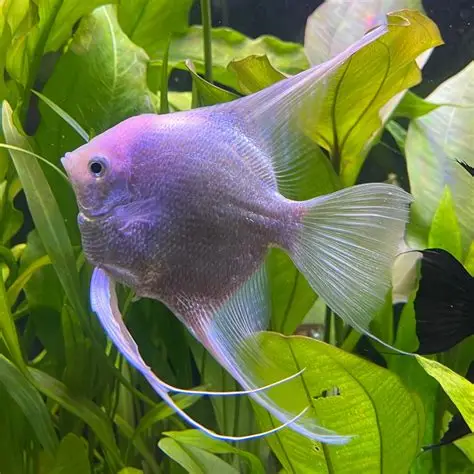 Platinum Angelfish aquarium fish