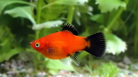 Platy aquarium fish