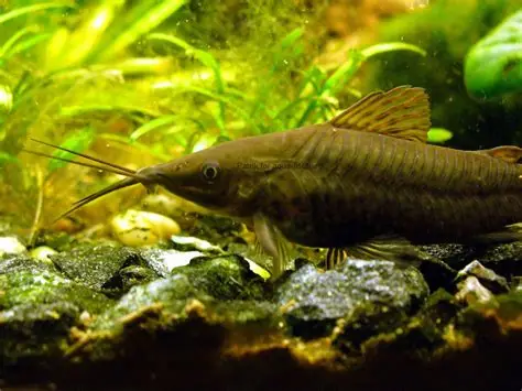 Porthole Catfish aquarium fish