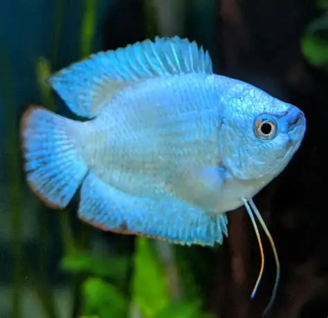 Powder Blue Dwarf Gourami aquarium fish