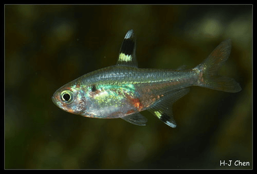 Pristella Tetra aquarium fish