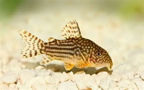 Punctatus Cory Catfish aquarium fish