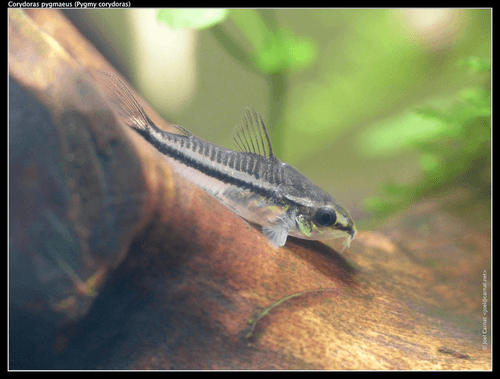 Pygmy Cory Catfish aquarium fish