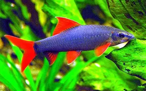 Rainbow Shark aquarium fish