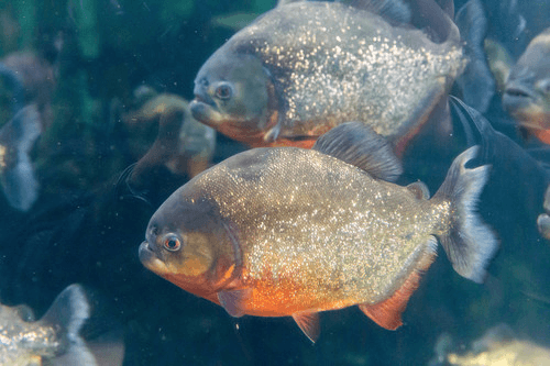Red-bellied Piranha aquarium fish