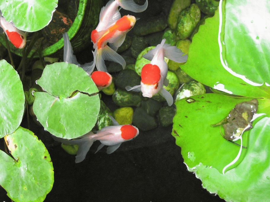 Red & Black Oranda Goldfish aquarium fish