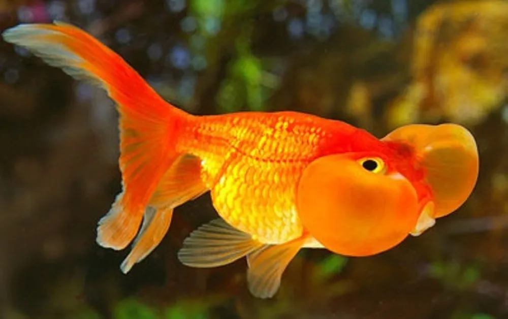 Red Bubble Eye Goldfish aquarium fish