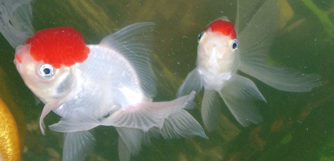 Red Cap Oranda Goldfish aquarium fish