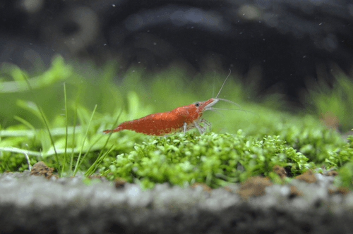Red Cherry Shrimp aquarium fish
