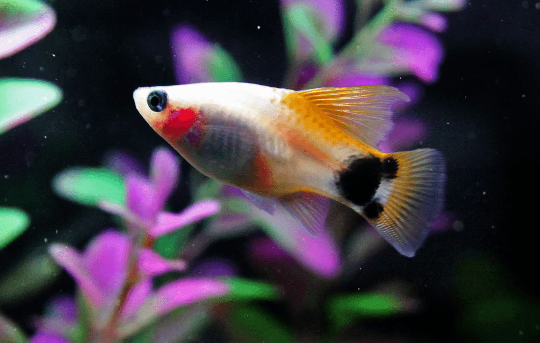 Red Crescent Platy aquarium fish