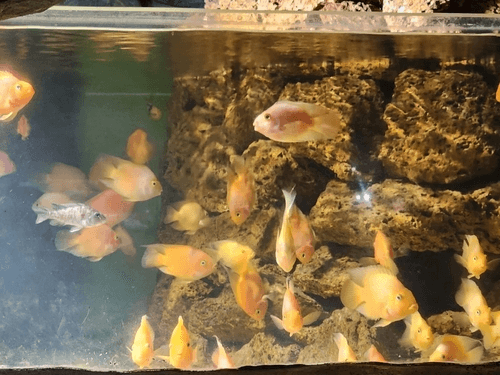 Red Devil Cichlid aquarium fish