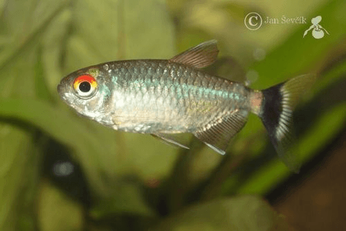 Red Eye Tetra aquarium fish