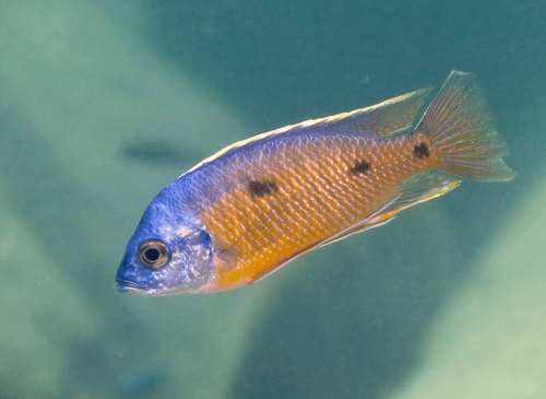 Red Fin Borleyi Cichlid aquarium fish