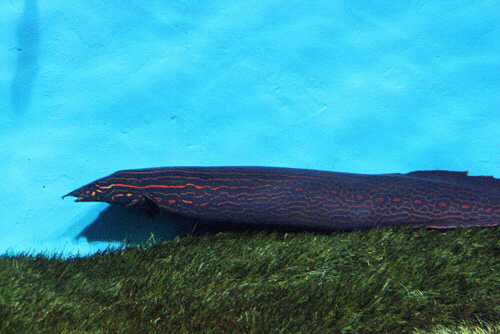 Red Fire Eel aquarium fish