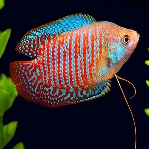 Red Flame Dwarf Gourami aquarium fish