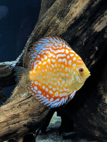 Red Fuji Discus aquarium fish