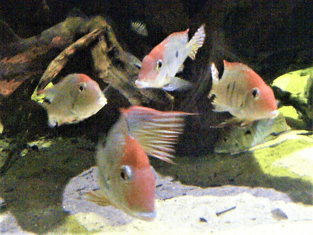 Red Head Tapajos Cichlid aquarium fish