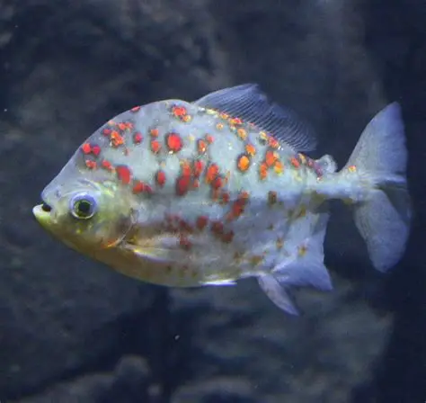 Red Hook Silver Dollar aquarium fish