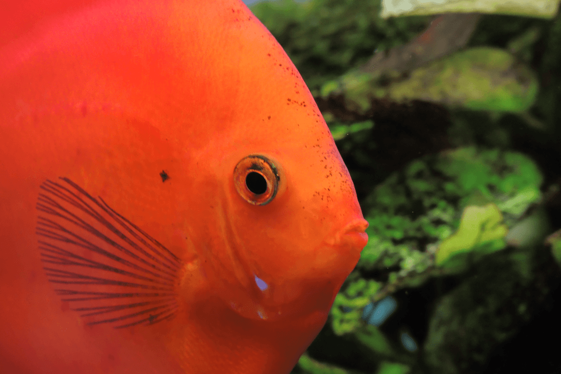 Red Marlboro Discus aquarium fish