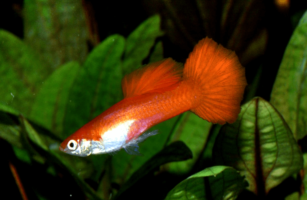 Red Metallic Guppy aquarium fish