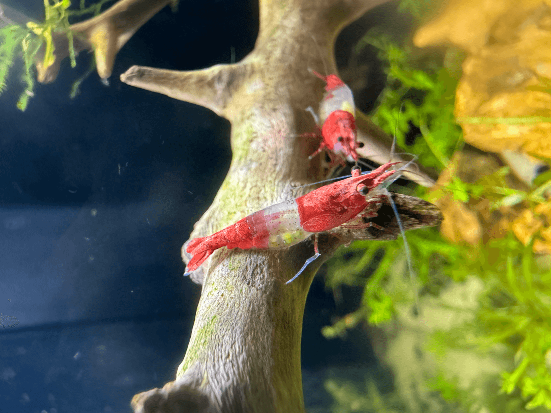 Red Orchid Shrimp aquarium fish