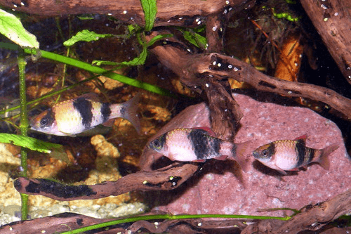 Red Panda Barb aquarium fish