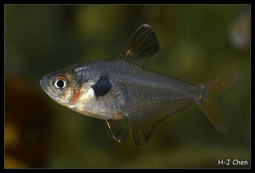 Red Phantom Tetra aquarium fish