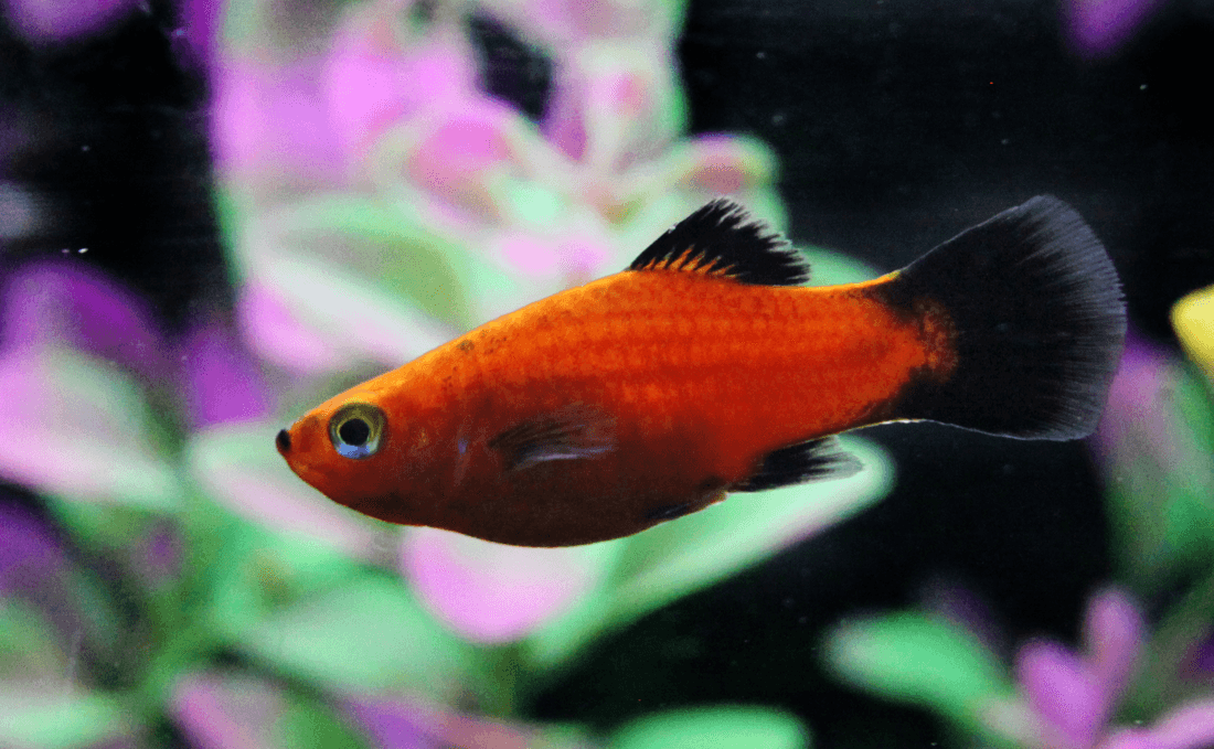 Red Platy aquarium fish