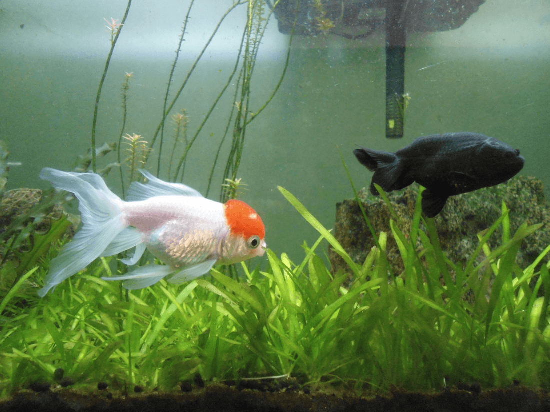 Red Pom Pom Goldfish aquarium fish